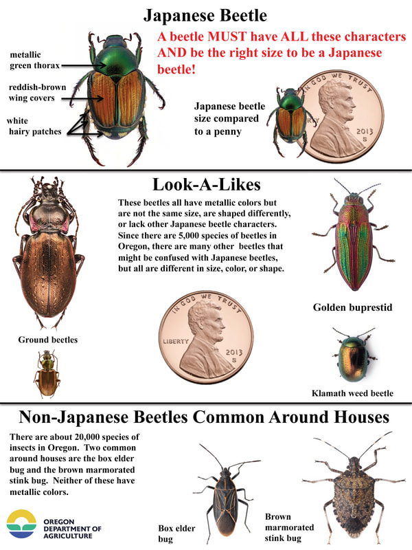 FAQs - Help save Oregon from Japanese Beetle
