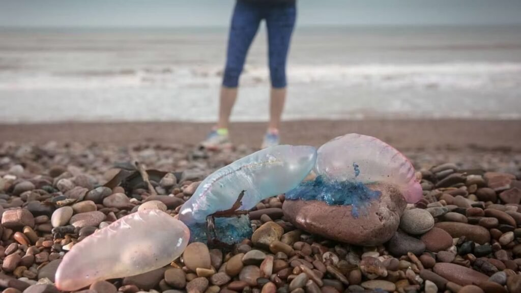Caravella portoghese avvistata nel Mediterraneo vicino all’isola di Favignana