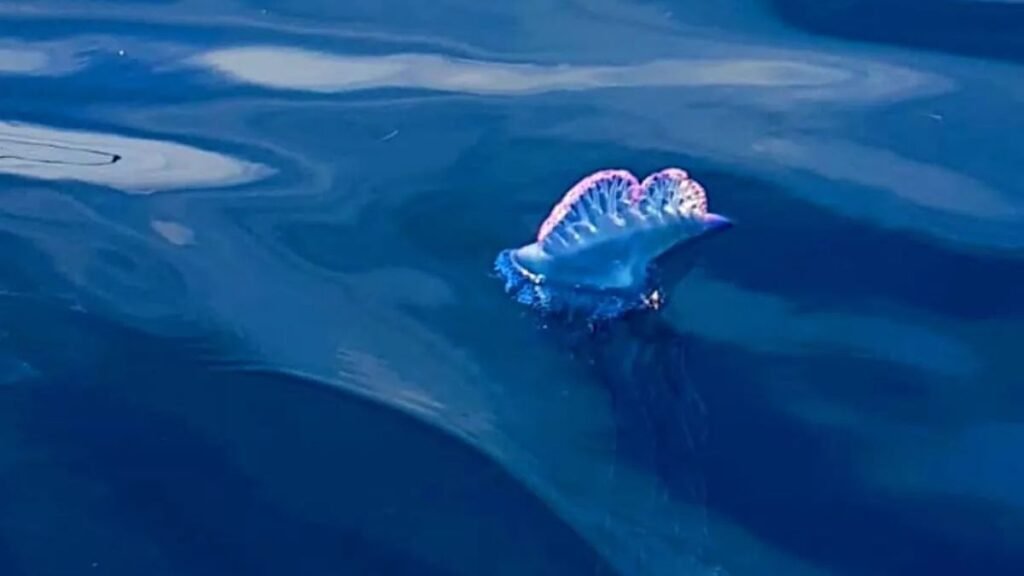 Caravella portoghese avvistata nel Mediterraneo vicino all’isola di Favignana 