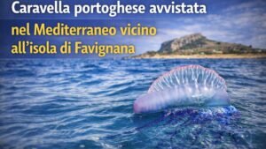 Caravella portoghese avvistata nel Mediterraneo vicino all’isola di Favignana